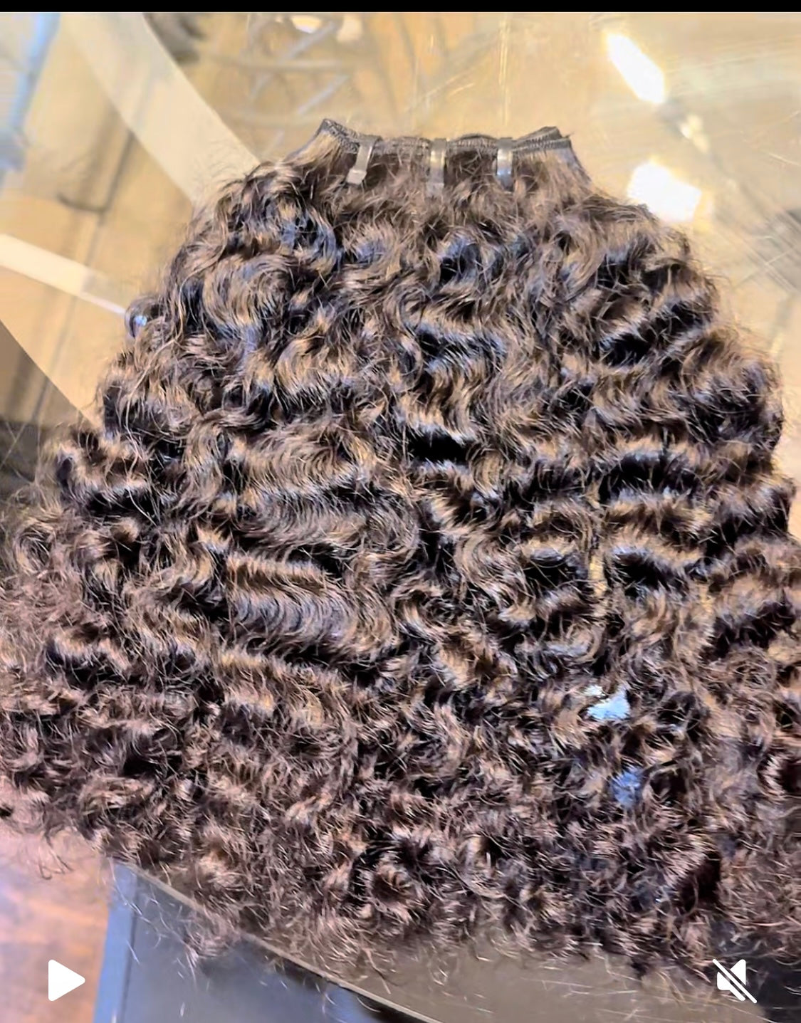 Burmese exotic curl